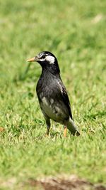 Close-up of a bird on field