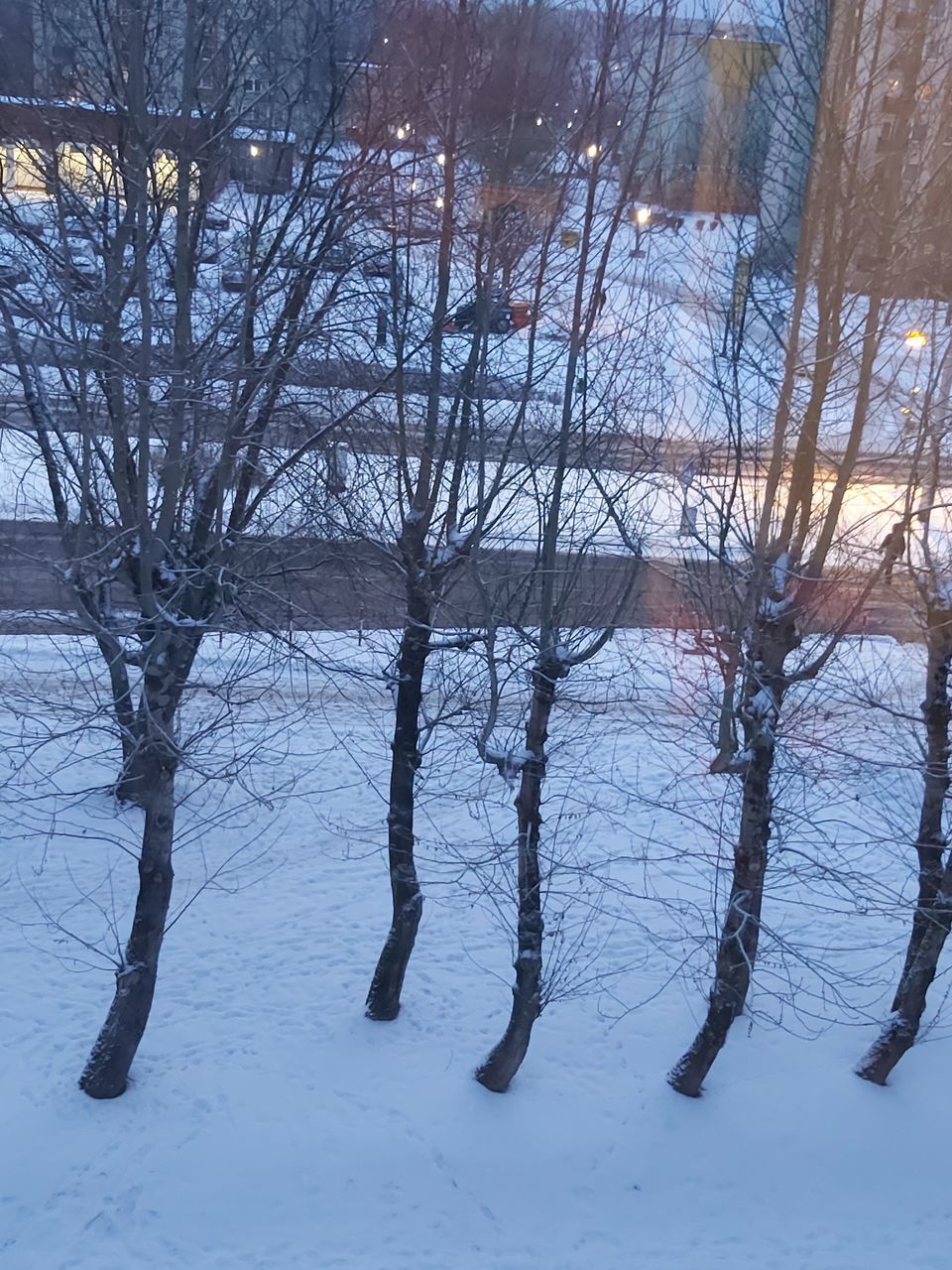 BARE TREES IN SNOW DURING WINTER