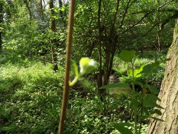 Trees growing in park