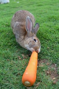 Brown rabbit eating carrot.