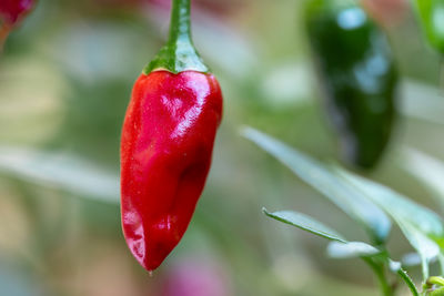 Close-up of red chili peppers on plant