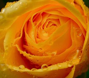 Close-up of rose
