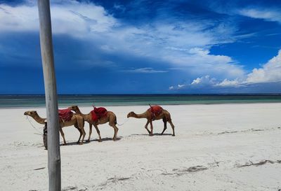 View of horses on beach