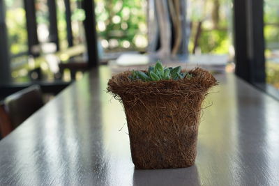 Close-up of potted plant on table