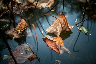 Close-up of leaves floating on water in forest