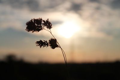 Close-up of silhouette plant against sky during sunset