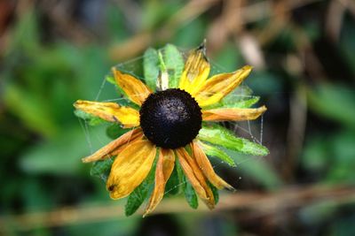 Close-up of insect on yellow flower