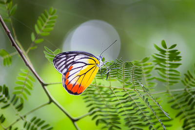 Close-up of butterfly on leaf