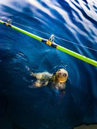 Close-up of turtle swimming in sea