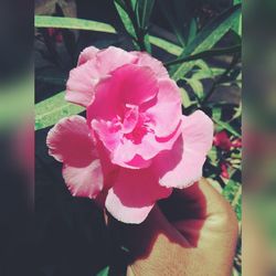 Close-up of pink flower blooming outdoors