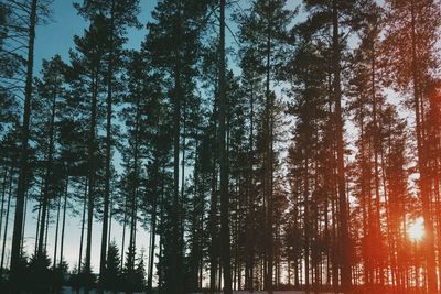 Low angle view of trees in forest