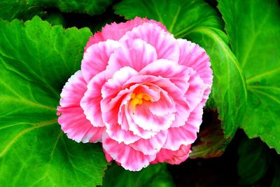 Close-up of pink flower blooming outdoors