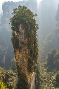 Tree on cliff against sky