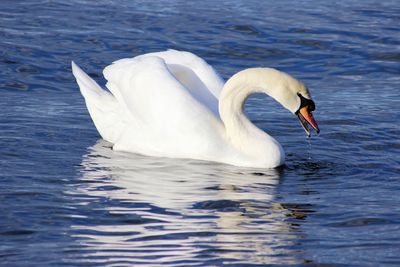 Swan swimming in water