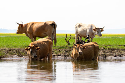 Cows in a field