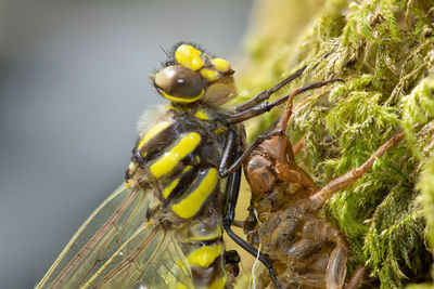 Head shot of a golden ringed dragonfly molting