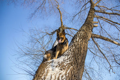 Low angle view of giraffe on tree against sky