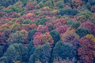 High angle view of trees in forest during autumn