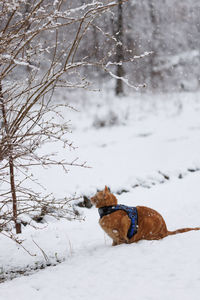 Cat looking at bird in the snow