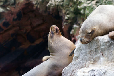 Close-up of sea lions on rock