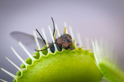 Close-up of insect on leaf