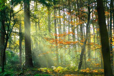 Trees in forest
