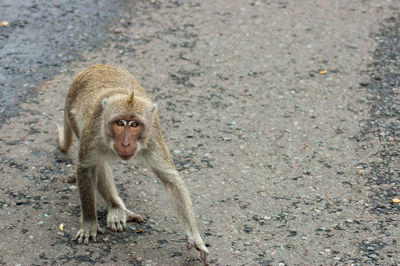 High angle portrait of monkey sitting outdoors