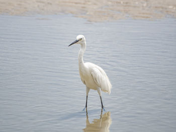 White bird on a lake