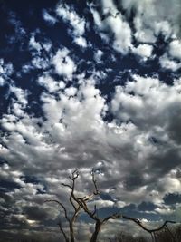 Low angle view of tree against cloudy sky