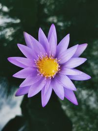 Close-up of purple flower