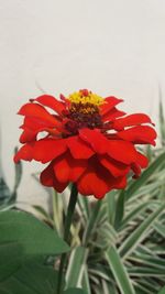 Close-up of red flowers