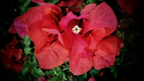 Close-up of red flower blooming outdoors