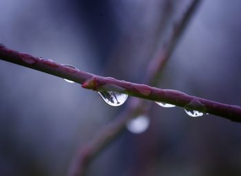 Close-up of water drops on purple flower