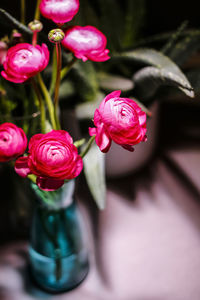 Close-up of pink rose blooming outdoors