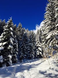 Snow covered pine trees against clear blue sky