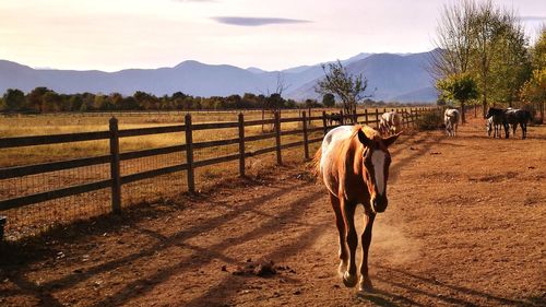 Horse grazing on field against mountains