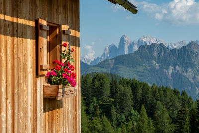Geraniums on the windowsill of a hut with dolomite peaks in the background