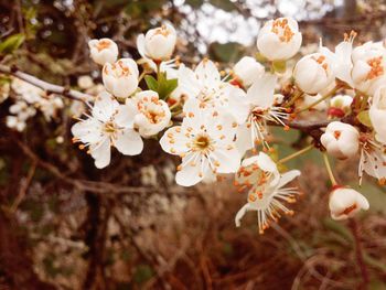 Close-up of white cherry blossoms in spring