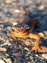 Close-up of lizard on rock