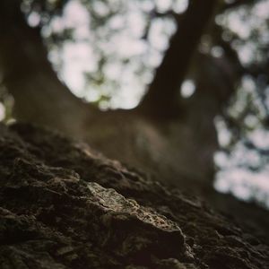 Close-up of tree trunk