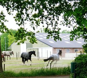 Horse grazing on grassy field