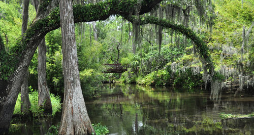 Scenic view of lake in forest