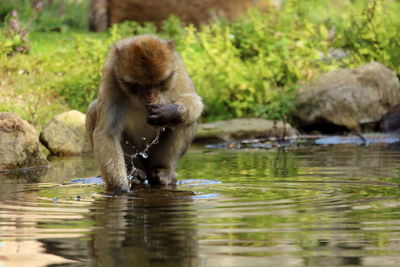 Monkey drinking water