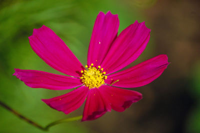 Close-up of pink cosmos flower