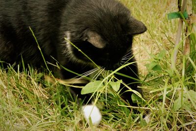 Close-up of a cat lying on grass