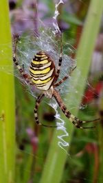 Close-up of spider and web