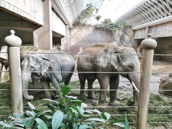 View of elephant and plants in building
