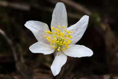 Close-up of white flower