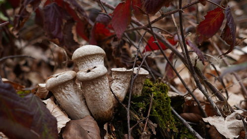 Close-up of mushroom on field during autumn