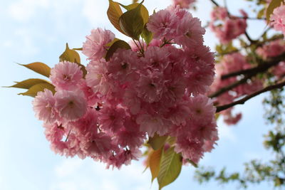 Low angle view of pink cherry blossoms against sky